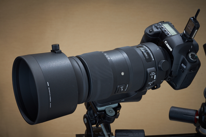 シグマ 60-600mm F4.5-6.3 DG OS HSM | Sports を使ってみました